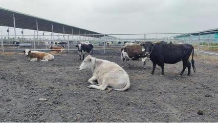 社旗縣興隆鎮(zhèn) 特色產業(yè)興村 鄉(xiāng)村振興加速