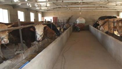 退伍士兵返鄉養牛，撐起村民致富藍天