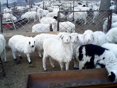 優(yōu)質肉羊品種與家畜飼養(yǎng)管理指南