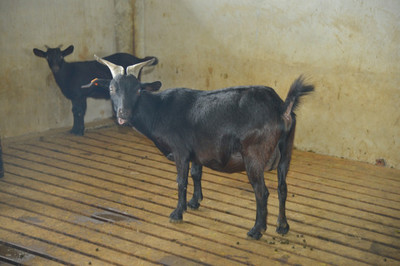 羊圈養(yǎng)殖與家畜飼養(yǎng)的科學管理