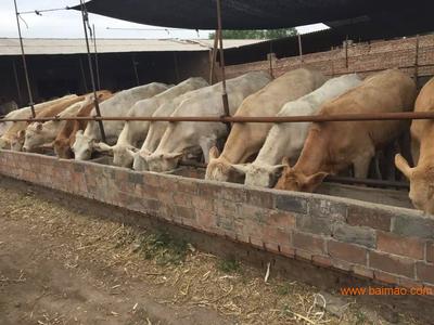 內蒙肉牛養(yǎng)殖基地 家畜飼養(yǎng)的科學實踐與產業(yè)發(fā)展