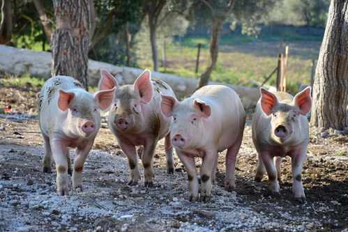 家禽家畜家豬養(yǎng)殖 視覺(jué)記錄與資源參考