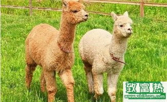 2017年養羊駝賺錢嗎？前景與市場價格行情深度解析